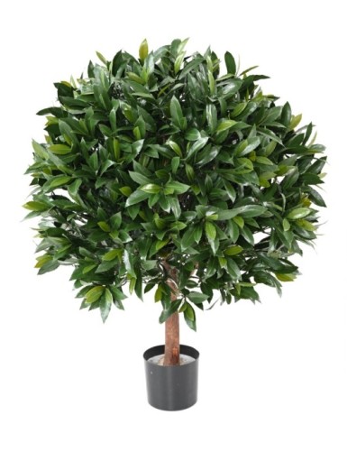 LORBEERBAUM NOBILIS NEW...