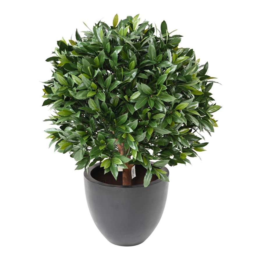 LORBEERBAUM NOBILIS NEW KUGEL UV