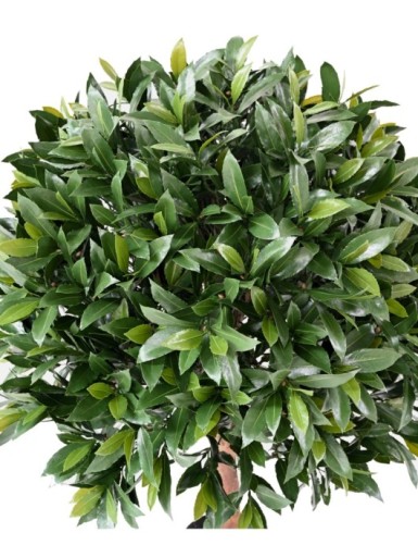 LAUREL COMÚN NEW ESFERA RESISTENTE A LOS RAYOS UV