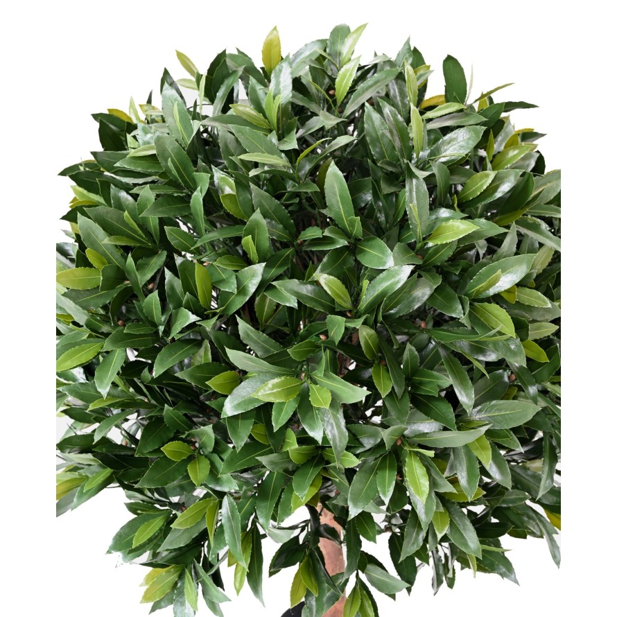 LAUREL COMÚN NEW ESFERA RESISTENTE A LOS RAYOS UV