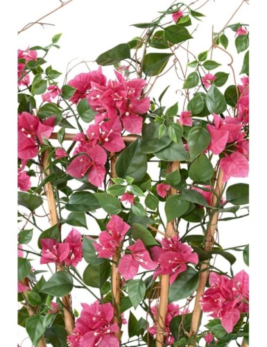 BOUGAINVILLEA (Drillingsblume) GROSS SICHTSCHUTZMATTE UV