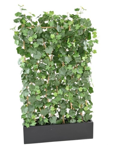 WEINREBE HECKE PLAST...