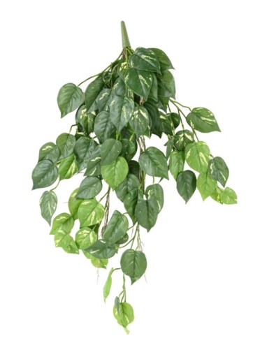POTHOS (Efeutute)...