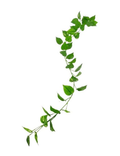 POTHOS GIRLANDE UV-BESTÄNDIG