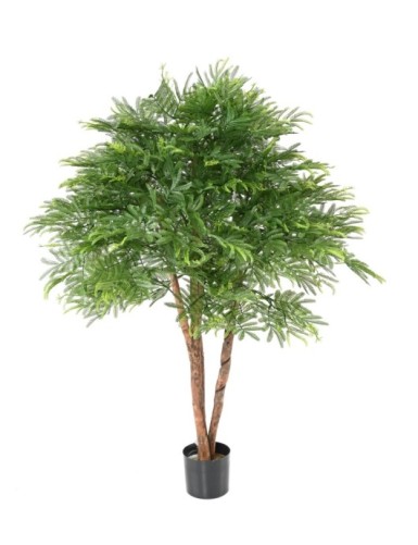 TAMARINDENBAUM KRONE (Optik...