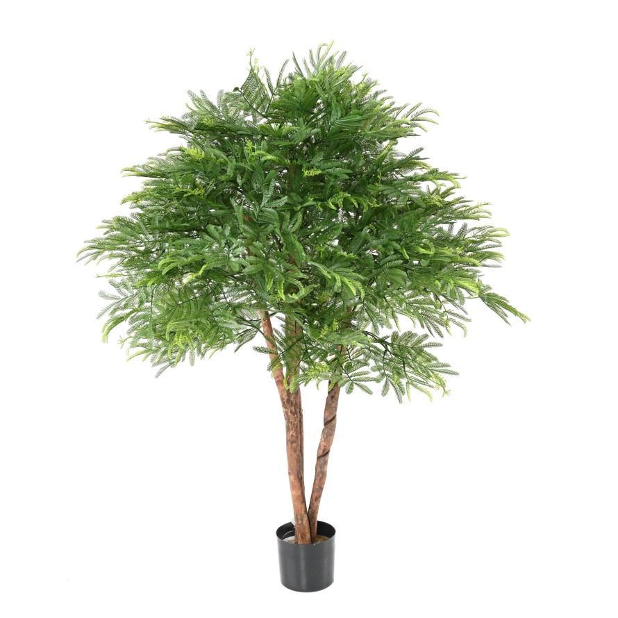 TAMARINDENBAUM KRONE (Optik Mimose)