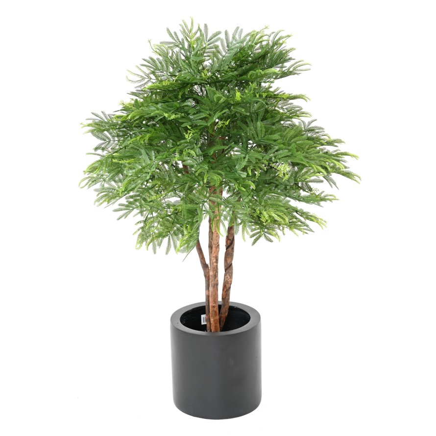 TAMARINDENBAUM KRONE (Optik Mimose)