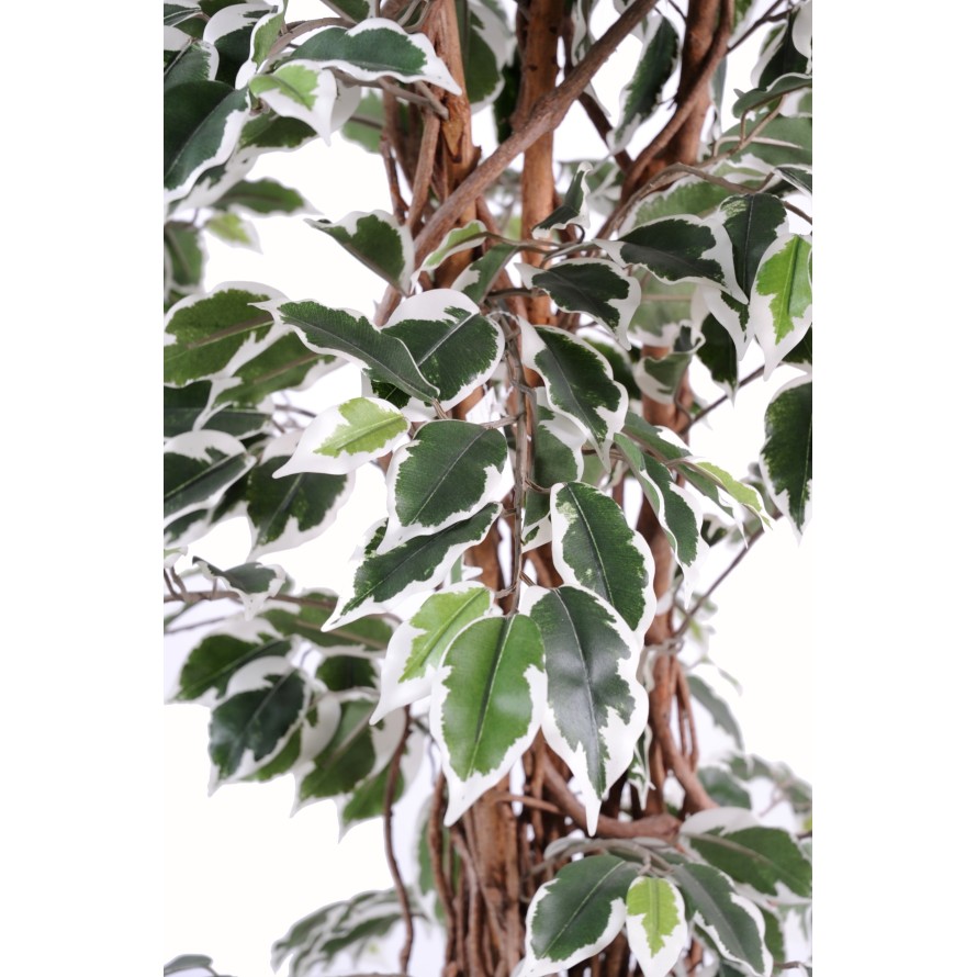 FICUS LIANAS GF