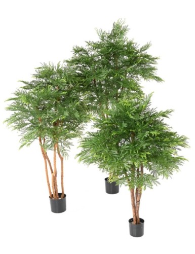 TAMARINDENBAUM KRONE (Optik Mimose)