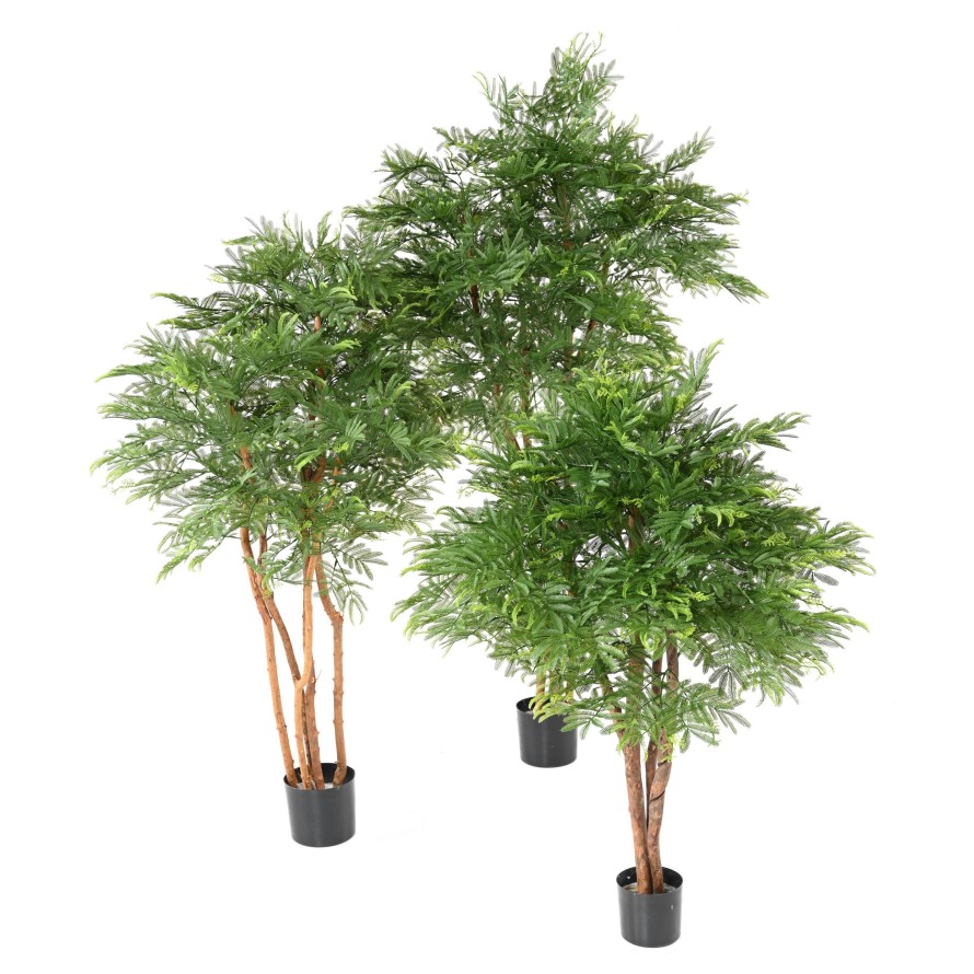 TAMARINDENBAUM KRONE (Optik Mimose)