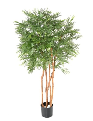 TAMARINDENBAUM (Optik Mimose)