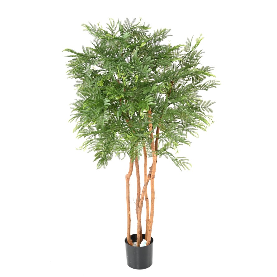 TAMARINDENBAUM (Optik Mimose)