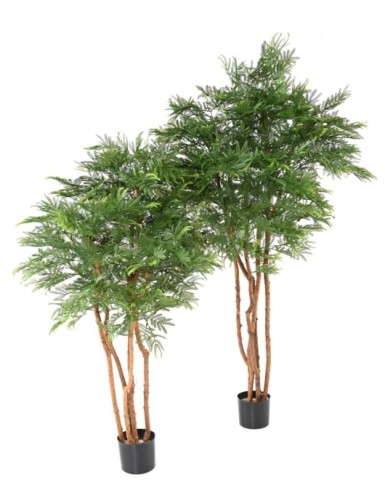 TAMARINDENBAUM (Optik Mimose)