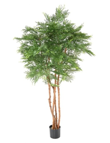 TAMARINDENBAUM (Optik Mimose)