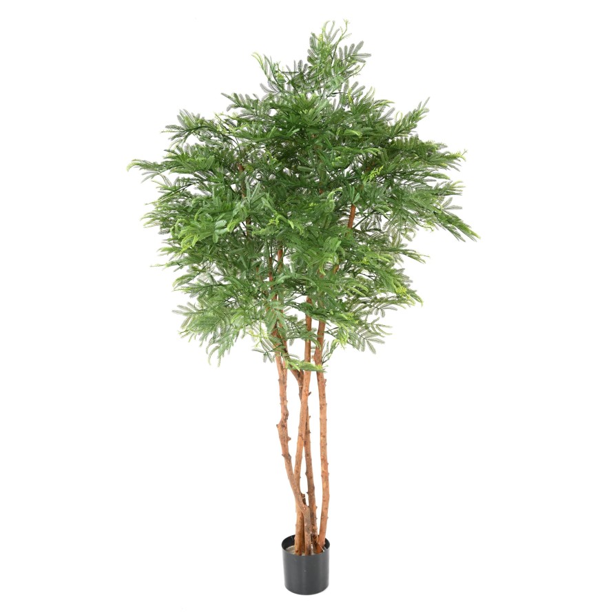 TAMARINDENBAUM (Optik Mimose)