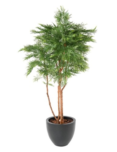 TAMARINDENBAUM (Optik Mimose)