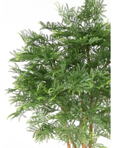 TAMARINDENBAUM (Optik Mimose)