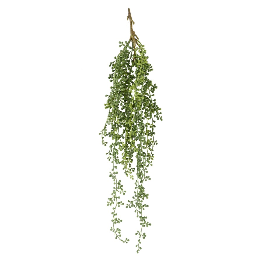 RUTA MURARIA (asplenium) COLGANTE