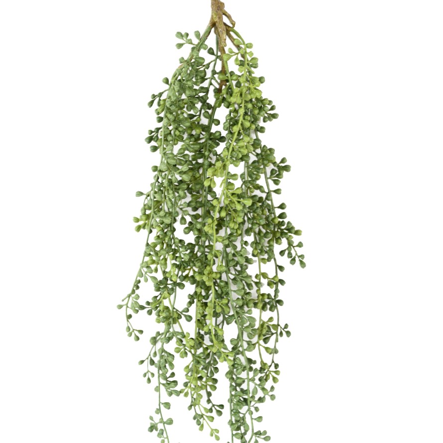RUTA-MURARIA (asplenium) HANGING BUSH