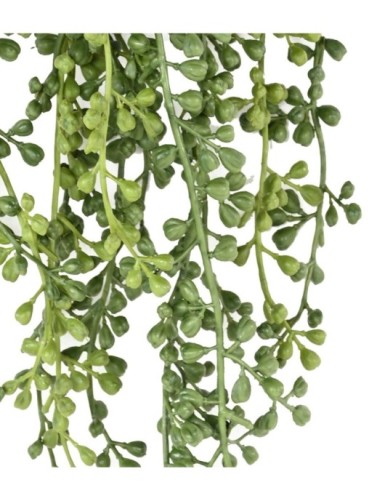 RUTA MURARIA (asplenium) COLGANTE