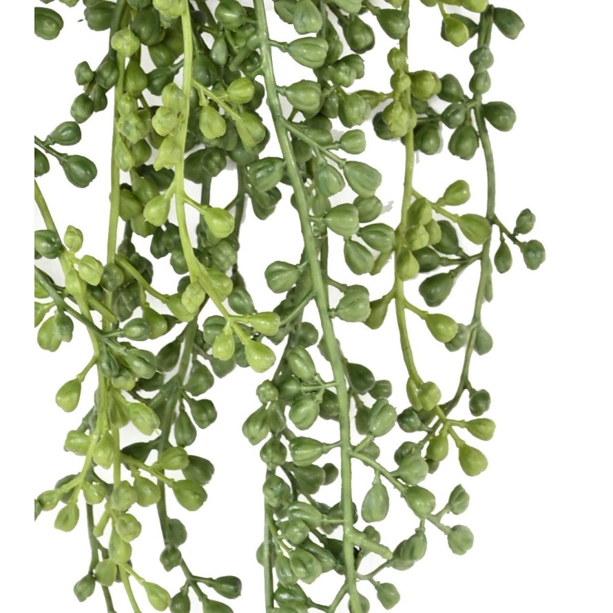 RUTA MURARIA (asplenium) COLGANTE