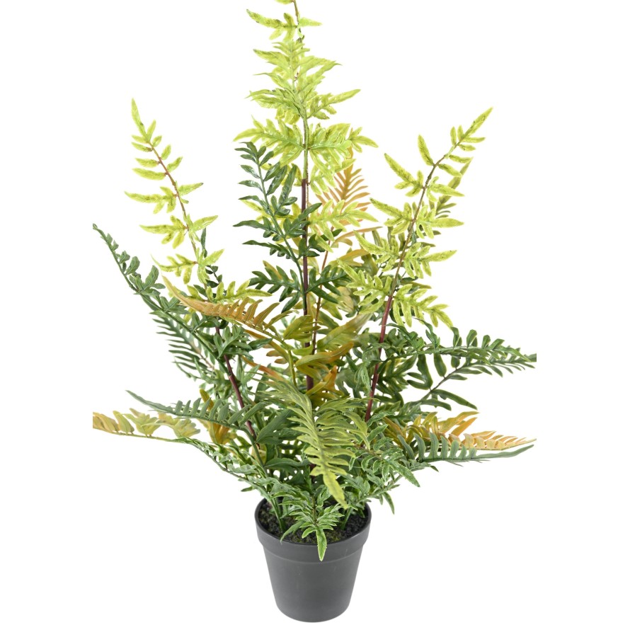 HELECHO EN MACETA 60