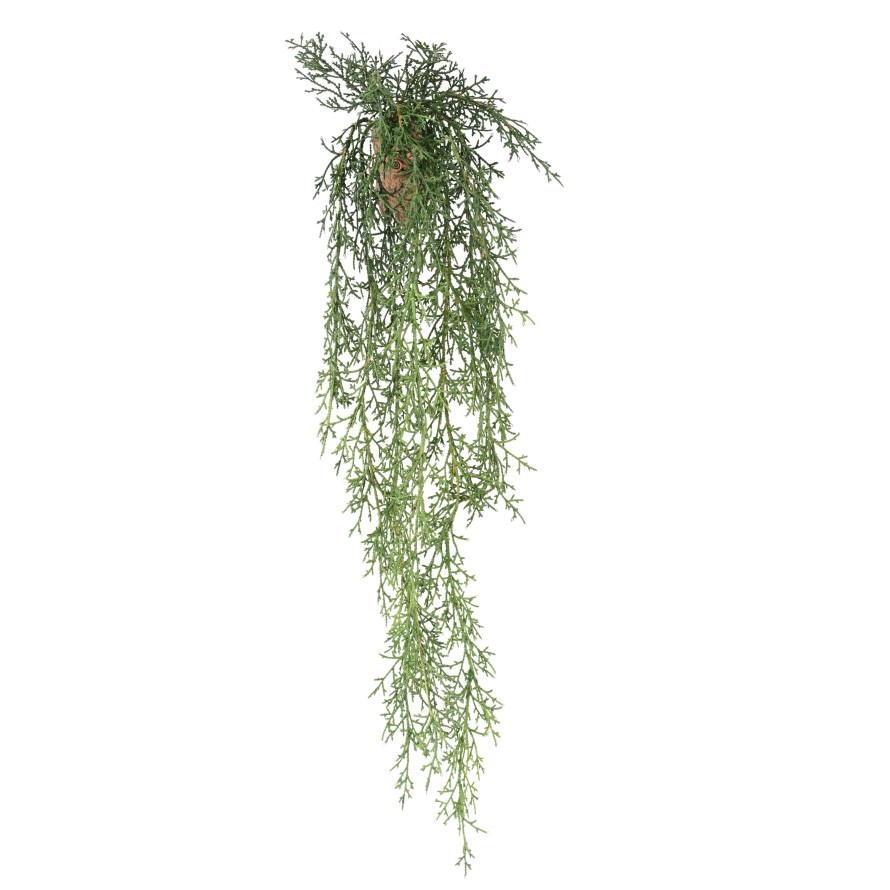 JUNIPERUS HANGING BUSH 75
