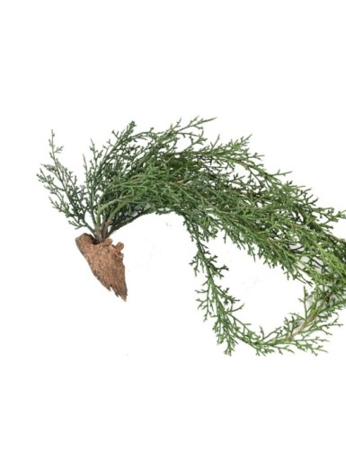 JUNIPERUS HANGING BUSH 75