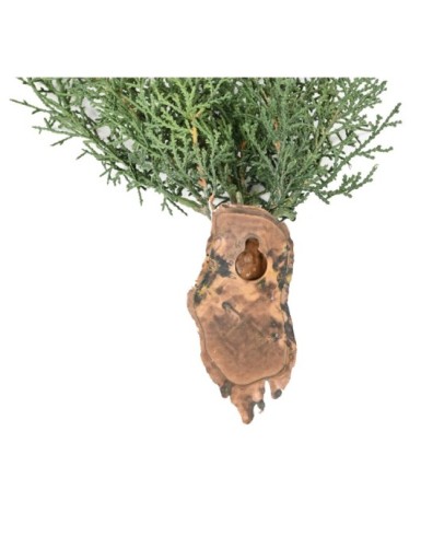 JUNIPERUS HANGING BUSH 75