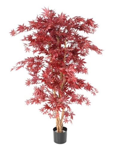 ARALIA NEW (arce)