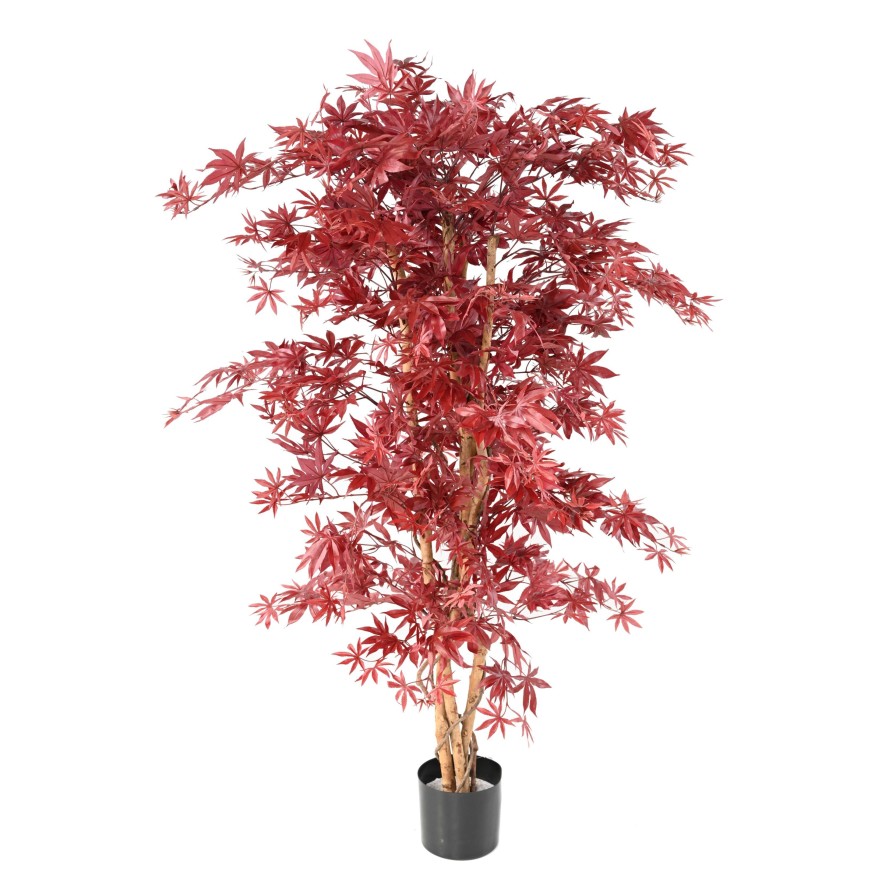 ARALIA NEW (arce)