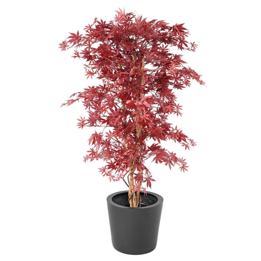 ARALIA NEW (Ahorn-Optik)