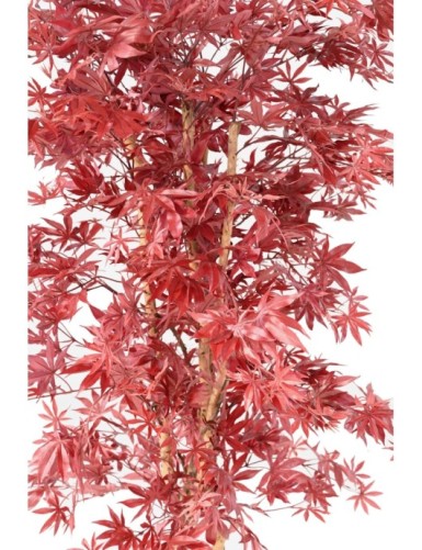 ARALIA NEW (arce)