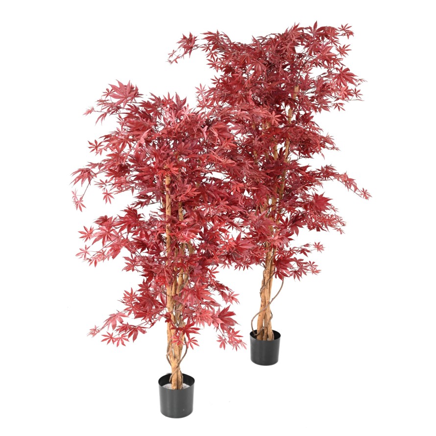 ARALIA NEW (Ahorn-Optik)