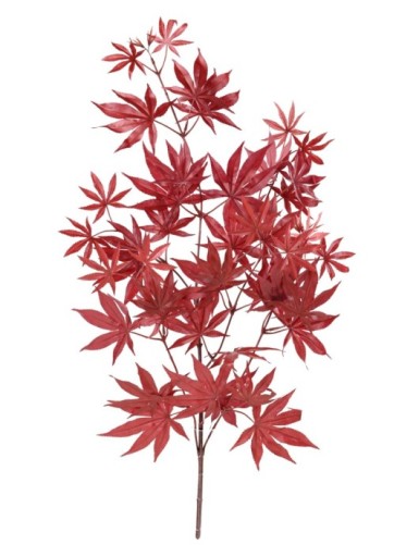 ARALIA NEW ZWEIG *44