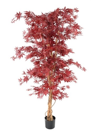 ARALIA NEW (arce)