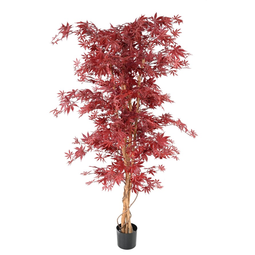 ARALIA NEW (arce)