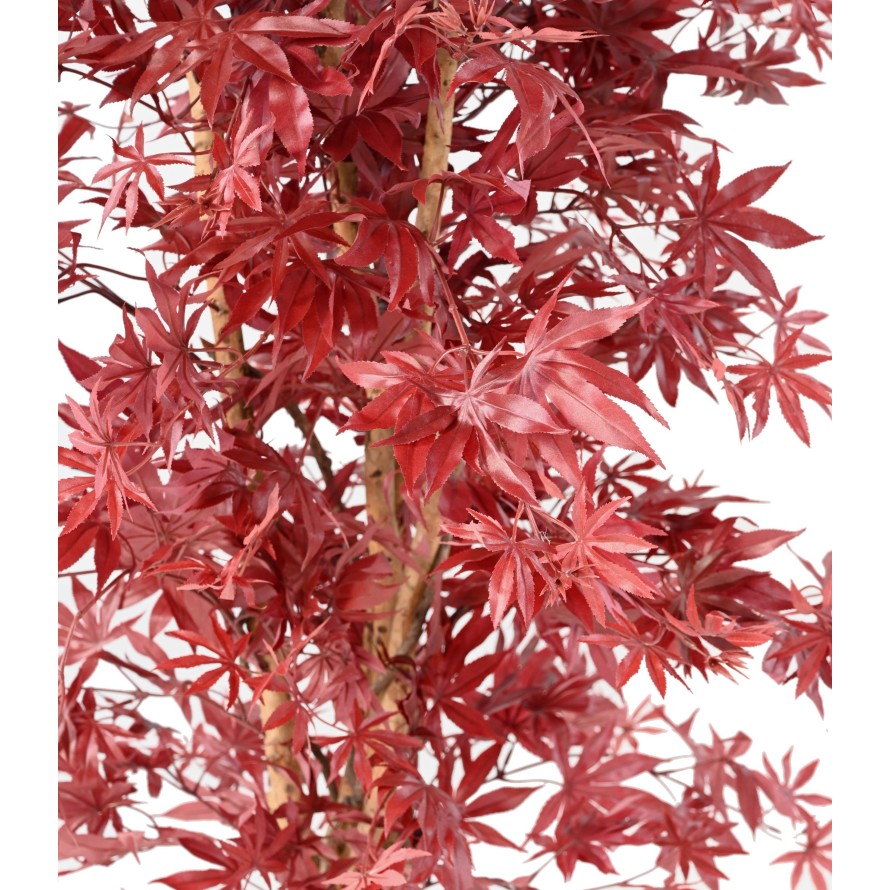 ARALIA NEW (Ahorn-Optik)