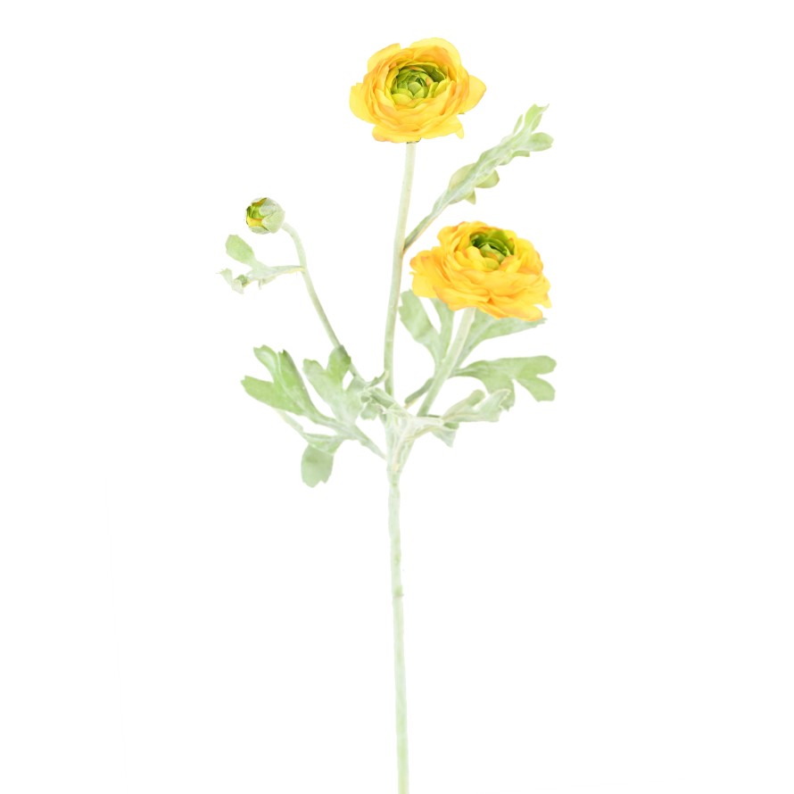 RANUNCULUS (Buttercup) MINI 53