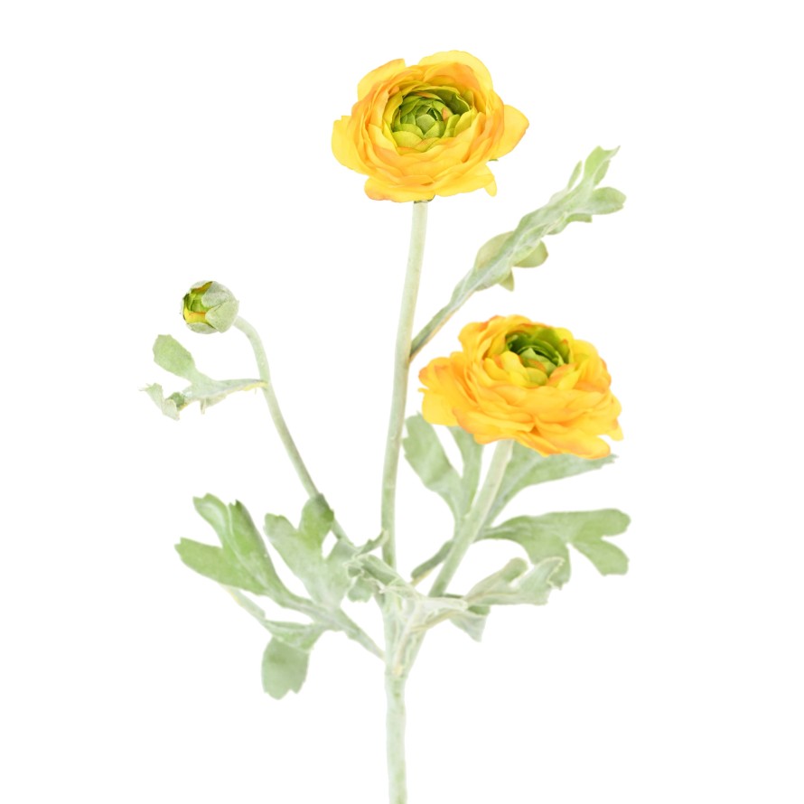 RANUNCULUS (Buttercup) MINI 53