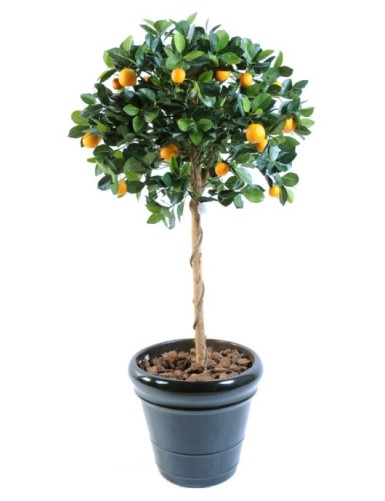 ORANGENBAUM KRONE