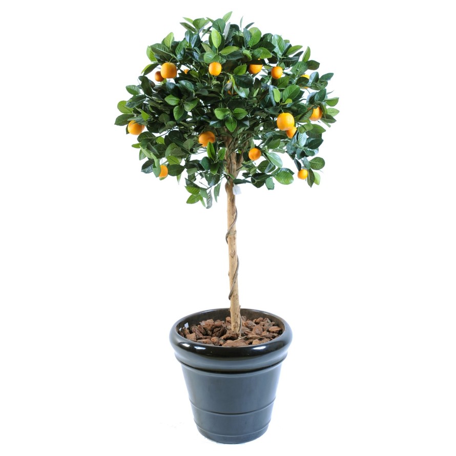 ORANGENBAUM KRONE