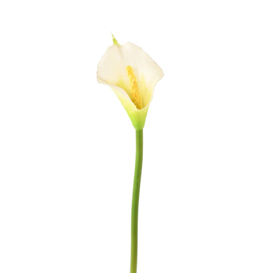 ARUM (CALLA)