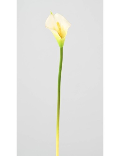 ARUM (CALLA)