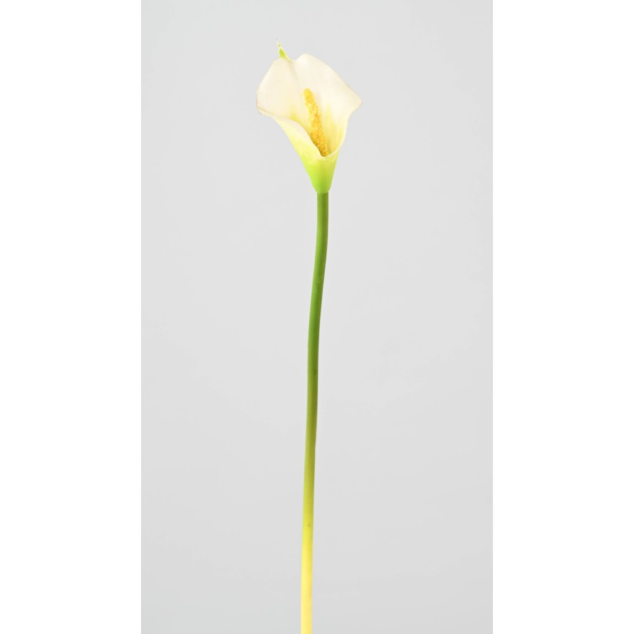 ARUM (CALLA)