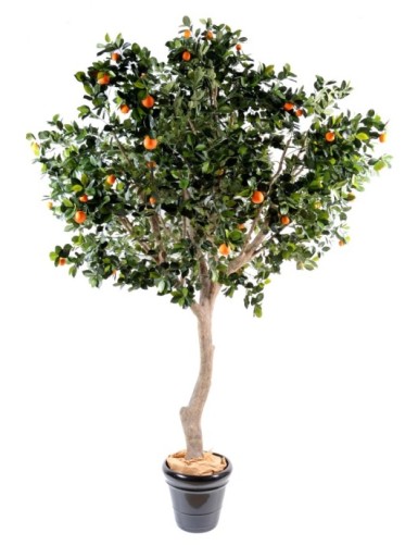 ORANGENBAUM GROSS