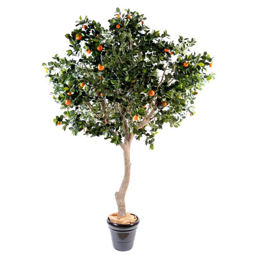 ORANGE TREE LARGE