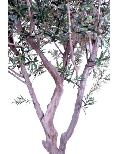 OLIVENBAUM GIANT
