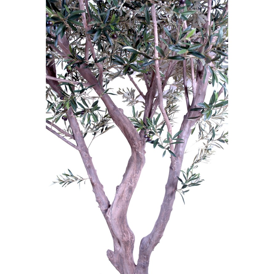 OLIVENBAUM GIANT