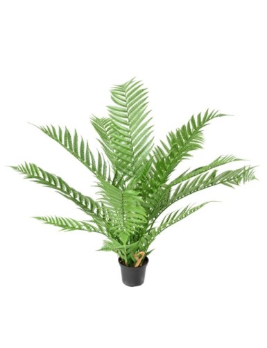 DICKSONIA PLANTA*16 (HELECHO)